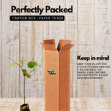 Lady Shoe Flower / Thunbergia mysorensis (Clock Vine, Lady Slipper Vine) Flowering | Ornamental| Medicinal Creeper Live Plant (Home & Garden)