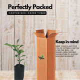 Lemon(Citrus limon)Fruit Live plant(Home&Garden)