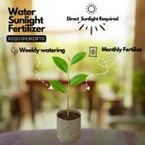 Congea Tomentosa Live Plant (Home & Garden)