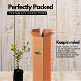 Malayalam Zodiac Sign (Rashi)– Chingam (Leo) Plant: Ber Apple / Indian Jujube / Ilanthapazham (Ziziphus mauritiana) Fruit Live Plant (Home & Garden)