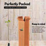 Kadamb / Kadam Tree (Neolamarckia Cadamba) Cadamba / Burflower Tree Ornamental Plant Home & Garden