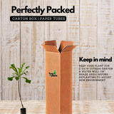 Plumeria (Plumeria rubra) Champa / Frangipani Flowering / Ornamental Live Plant (Home & Garden)