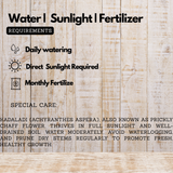 Navagraha: Budhan (Plant: Kadaladi (Achyranthes aspera) Live Plant (Home & Garden)