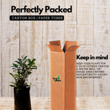 Lilly Pilly (Syzygium australe) Fruit Live Plant (Home & Garden)