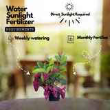 Medinilla plant(Medinilla magnifica)(Home & Garden)