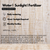 Avanakk (Ricinus communis) Live Plant(Home & Garden)