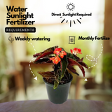 Begonia Pink Long - Angel Wing Begonia Torch Red Live Plant (Home & Garden)