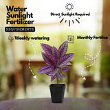 Peacock Plant, Persian Shield - Strobilanthes Dyerianus Live Plant (Home & Garden)