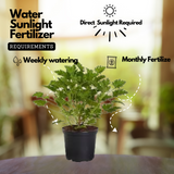 Odomas Plant Citronella plant Live Plant (Home & Garden)
