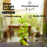 Bauhinia Coccinea Live Plant (Home & Garden)