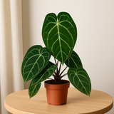 Crystal Anthurium (Anthurium crystallinum)