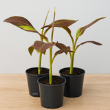 Ornamental Red banana Live Plant (Home & Garden)