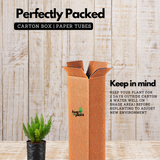 Foxtail Fern Live Plant | Asparagus Densiflorus ‘Myersii’ | Ornamental Green Foliage Plant for Home & Garden