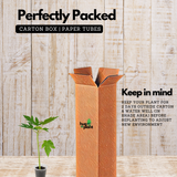 Red Lady Papaya Papita Fruit Live Plant (Home & Garden)