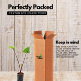Alocasia Black Stem Live Plant | Exotic Tropical Foliage Plant with Dark Black Stem | Indoor & Outdoor Ornamental Plant for Home & Garden