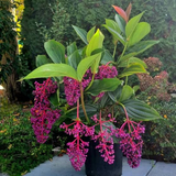 Medinilla plant(Medinilla magnifica)(Home & Garden)