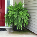 Boston fern plant (Nephrolepis exaltata) (Home & Garden)