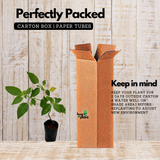 Golden Berry plant(Physalis peruviana)Fruit Live Plant (Home & Garden)