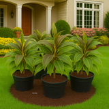 Dracaena Fruticosa(Cordyline fruticosa) (Home & Garden)