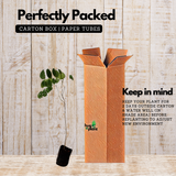 Veeti plant(Indian rose wood)Fruit Live Plant (Home & Garden)
