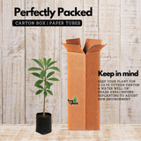 Ezhilampala / Saptaparni / Dita Tree (Alstonia Scholaris) Ornamental / Medicinal Live Plant