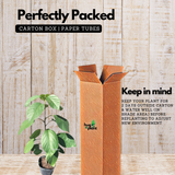 Cordia Sebestena Geiger Tree(Avenue Tree) Live Plant (Home & Garden)