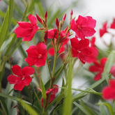 Flowering Plant Birth Star: Aswathy (Plant:Red Arali / Nerium Oleander) Flowering / Ornamental Live Plant (H&G)