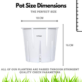 Hug A Plant | Mixed Colour Orchid Pot for Home & Garden