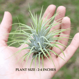 Air Plant | Tillandsia ionantha Hard Plant - Live Plant (Home & Garden)