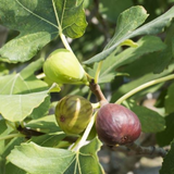 Israel Athi / Anjeer / Israel Fig Fruit Live Plant (Home & Garden)