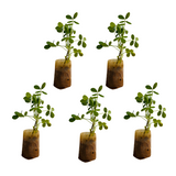 Peanut / Groundnut / Kappalndi (Arachis hypogaea) Fruit Live Plant (Home & Garden)(Pack Of 5)