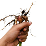 Red Ginger Rhizome / Chuvanna Inchi