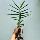 Red Ginger Rhizome / Chuvanna Inchi