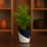 Bamboo Palm | Chamaedorea Palm Live Indoor Air Purifier Plant in 4 Inch Self Watering Pot | Perfect for Home & Office Décor (Pot Colour May Vary)