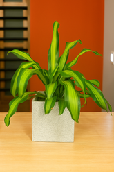 Hug A Plant |Dracaena Dara Singh Plant in Quebec Square Rotomolded Plastic Planter | Indoor Air-Purifying Plant for Home & Office Decor