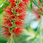 Bottle Brush (Callistemon Citrinus) Flowering/Ornamental Live Plant (Home & Garden)