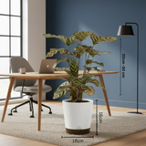 Calathea Makoyana | Peacock Plant in 7 Inch Self-Watering Pot | Live Decorative Foliage Plant | Ideal for Home, Living Room & Office Décor (Pot Colour May Vary On Availability)