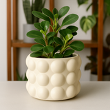 Designer Ceramic Pot (Matt Finish) for Home & Indoor Plant Decor