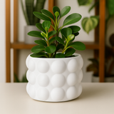Designer Ceramic Pot (Matt Finish) for Home & Indoor Plant Decor