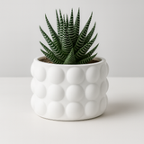 Designer Ceramic Pot (Matt Finish) for Home & Indoor Plant Decor