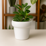 White Designer Ceramic Pot (Matt Finish,Small) for Home & Indoor Plant Decor