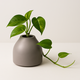 Designer Ceramic Pot (Matt Finish,Small) for Home & Indoor Plant Decor