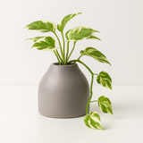 Designer Ceramic Pot (Matt Finish,Small) for Home & Indoor Plant Decor