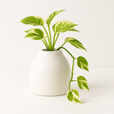 Designer Ceramic Pot (Matt Finish,Small) for Home & Indoor Plant Decor