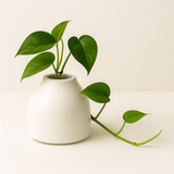 Designer Ceramic Pot (Matt Finish,Small) for Home & Indoor Plant Decor