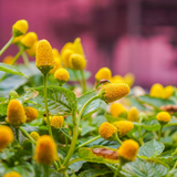 Buzz button/Toothache Plant/Paracress/Sichuan Buttons/Buzz Ting Flower (Acmella Oleracea) Live Plant (Home & Garden)