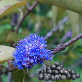 Wild Blueberry /Kaayaaboo(Memecylon umbellatum) Fruit Live Plant (Home & Garden)