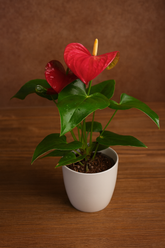 Hug A Plant | Anthurium Red – Live Flowering Indoor Plant in White Pot (Home & Office Décor)