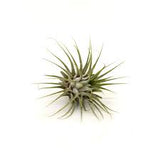 Air Plant | Tillandsia ionantha Hard Plant - Live Plant (Home & Garden)