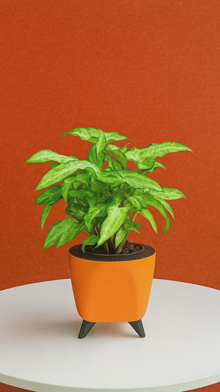 Hug A Plant | Syngonium Plant in Lagos 13cm Round Plastic Pot – Stylish Indoor Air-Purifying Plant